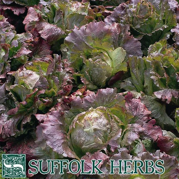 Suffolk Organic Lettuce Marvel Of Four Seasons Seeds