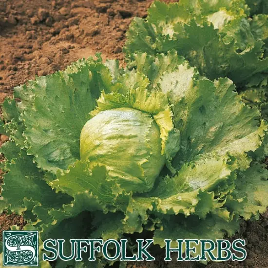 Suffolk Organic Lettuce Saladin Seeds