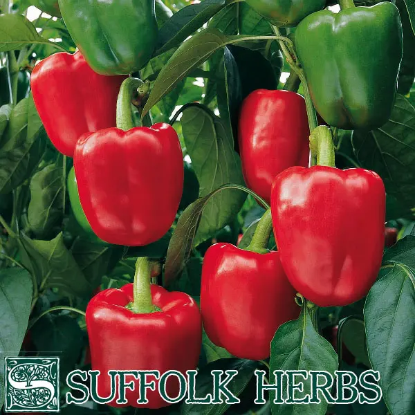 Suffolk Organic Pepper Bendigo F1 Seeds