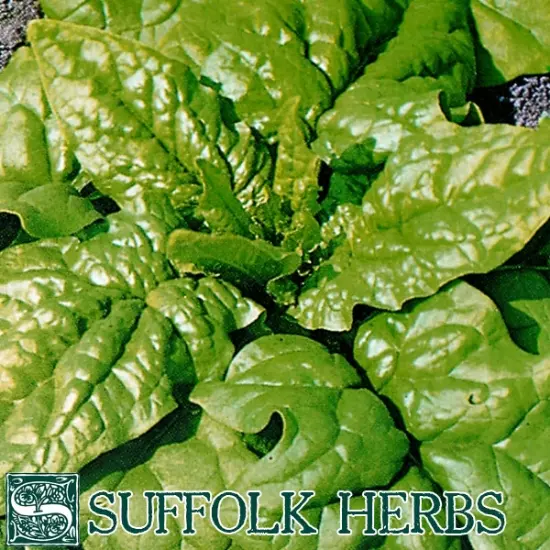 Suffolk Organic Spinach Matador