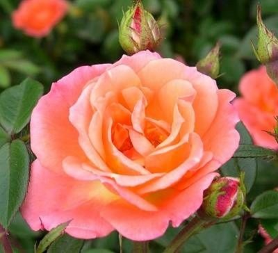 Sunrise Climbing Rose