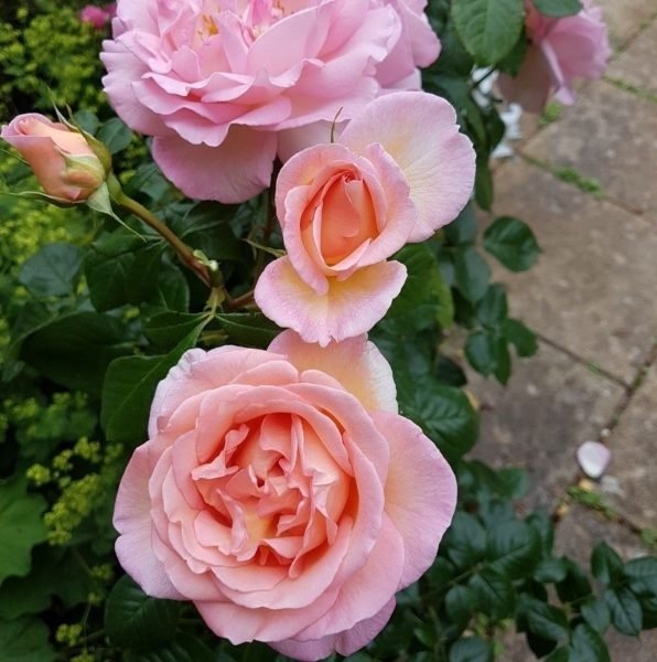 Climbing Rose Sweet Syrie