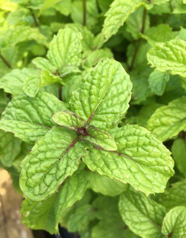 Tashkent Mint Herb 12cm