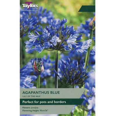 Taylors Agapanthus Blue (Lily of the Nile)