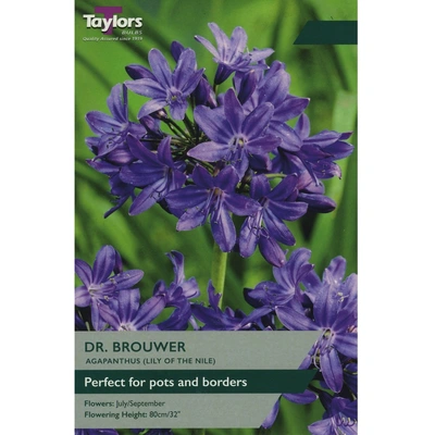 Taylors Agapanthus Dr. Brouwer (Lily of the Nile)