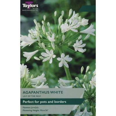 Taylors Agapanthus White (Lily of the Nile)