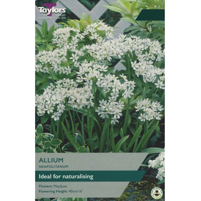 Taylors Allium Neapolitanum