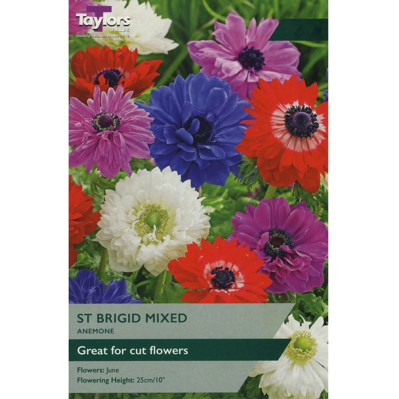 Taylors Anemone St Brigid Mixed