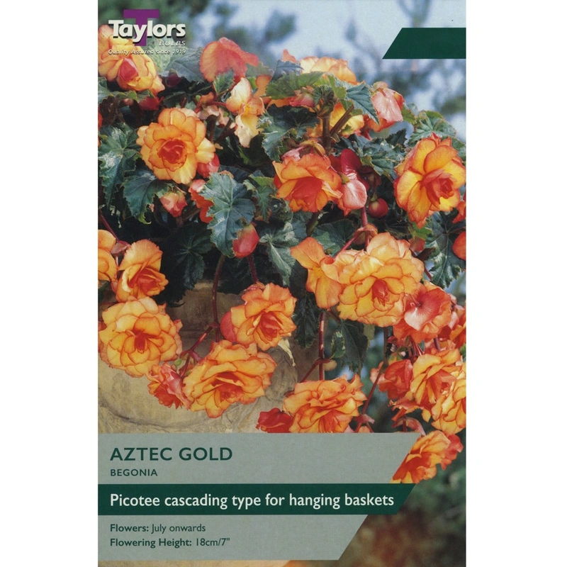 Taylors Begonia Aztec Gold