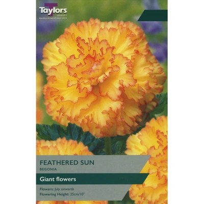 Taylors Begonia Feathered Sun