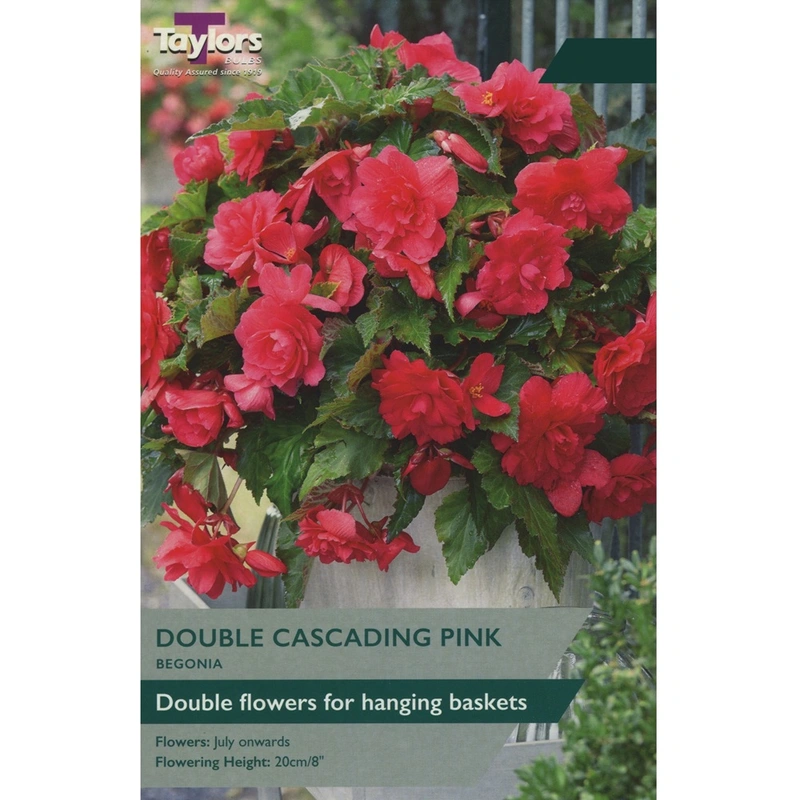 Taylors Begonia Giant Cascading Pink