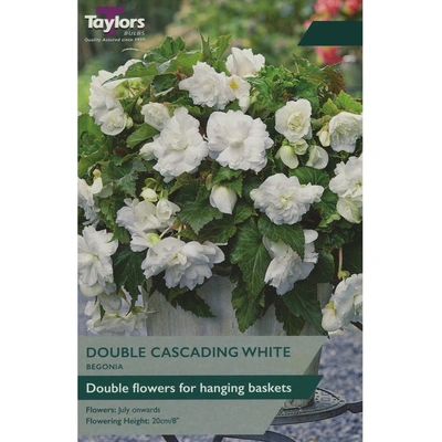 Taylors Begonia Giant Cascading White