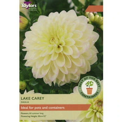 Taylors Best of the Best Dahlia Lake Carey