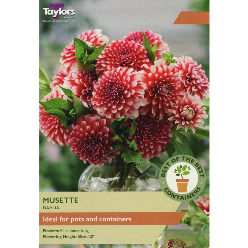 Taylors Best of the Best Dahlia Musette