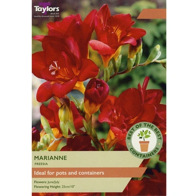 Taylors Best of the Best Freesia Marianne