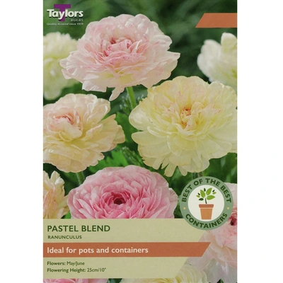 Taylors Best of the Best Ranunculus Pastel Blend