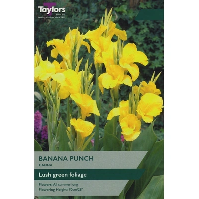 Taylors Canna Banana Punch