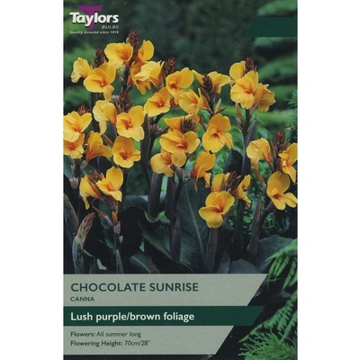 Taylors Canna Chocolate Sunrise