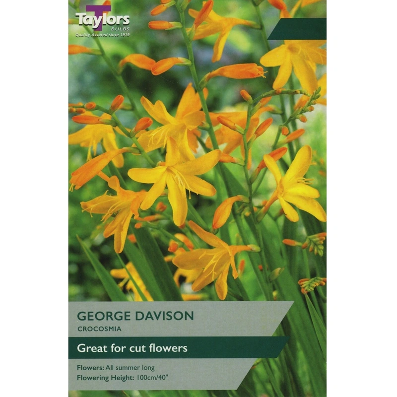 Taylors Crocosmia George Davison