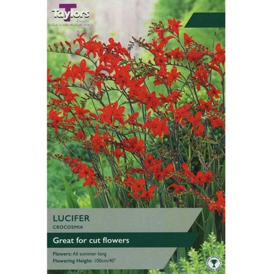 Taylors Crocosmia Lucifer