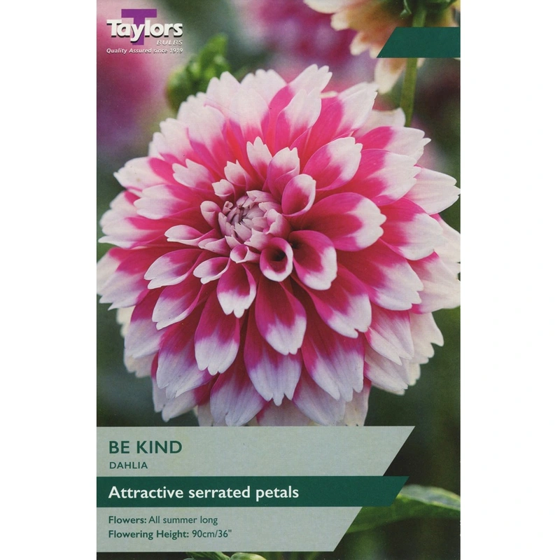 Taylors Dahlia Be Kind