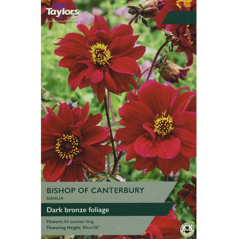 Taylors Dahlia Bishop Of Canterbury