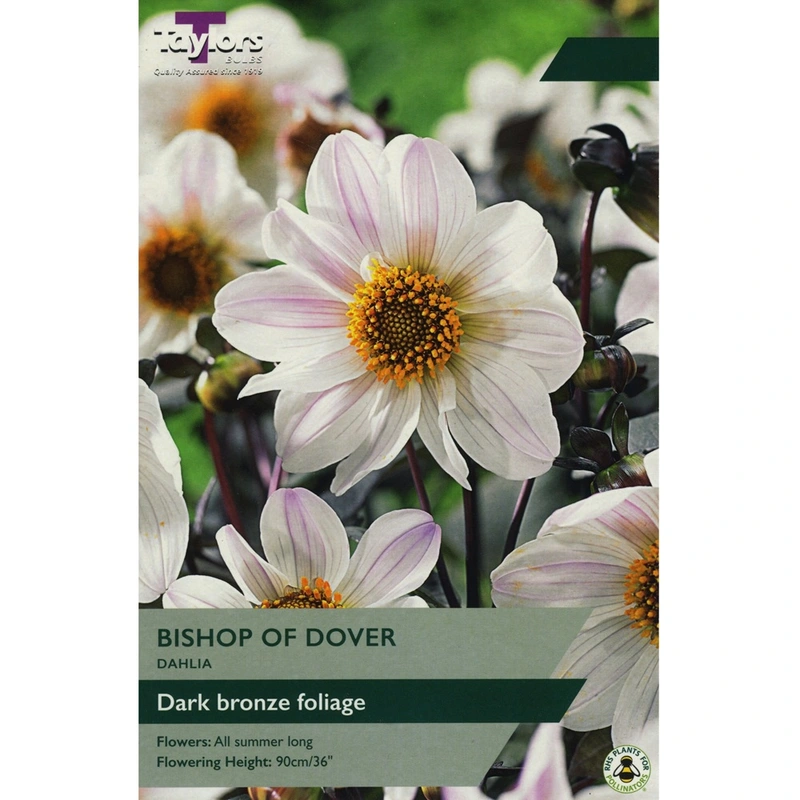 Taylors Dahlia Bishop Of Dover