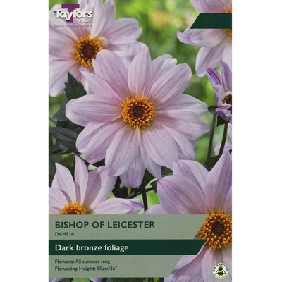 Taylors Dahlia Bishop Of Leicester