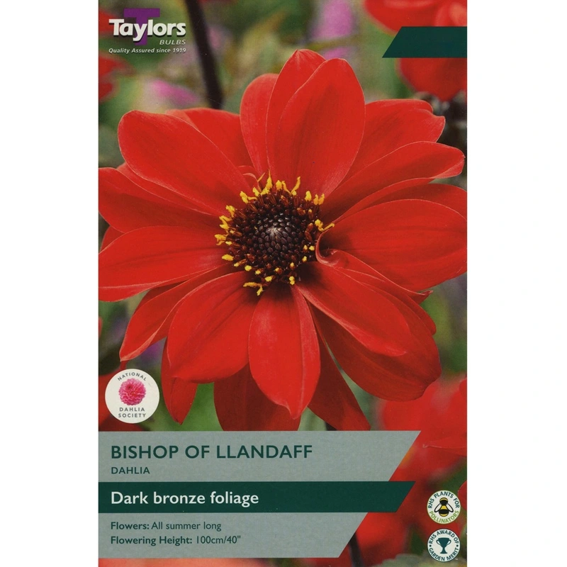 Taylors Dahlia Bishop Of Llandaff