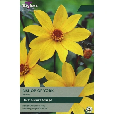 Taylors Dahlia Bishop Of York