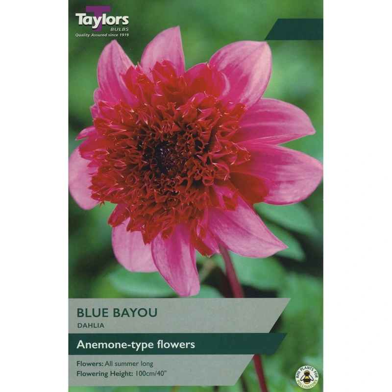 Taylors Dahlia Blue Bayou