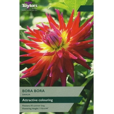 Taylors Dahlia Bora Bora