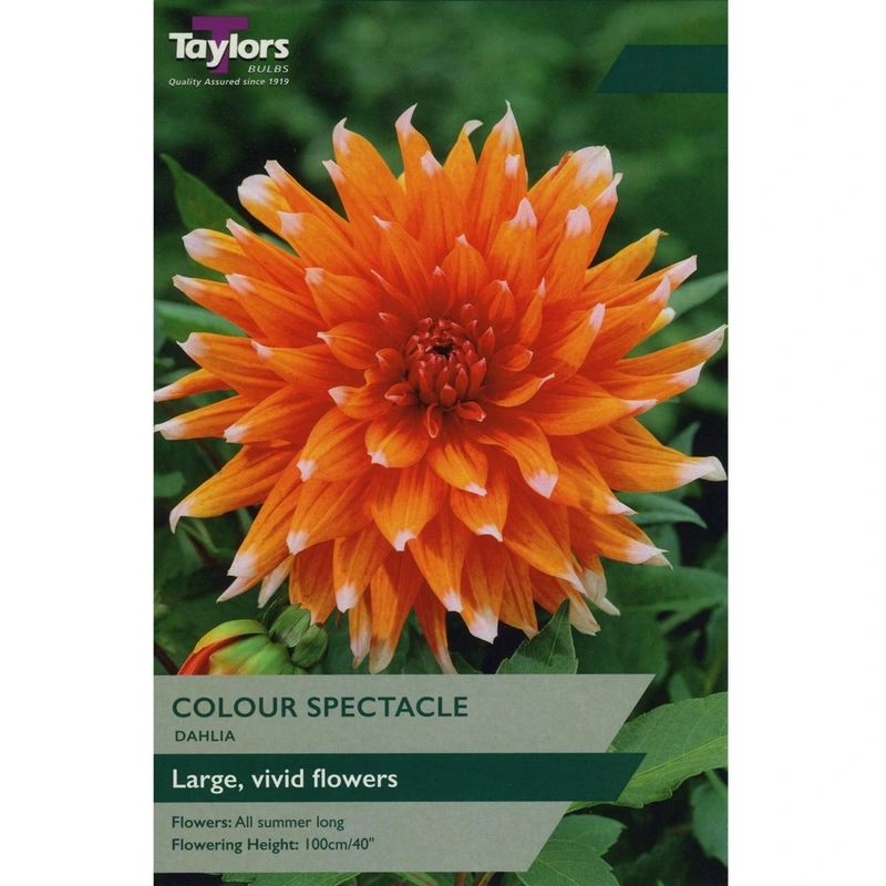 Taylors Dahlia Colour Spectacle