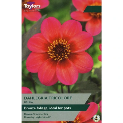 Taylors Dahlia Dahlegria Tricolore