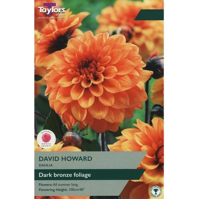 Taylors Dahlia David Howard