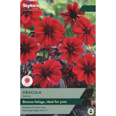 Taylors Dahlia Dracula