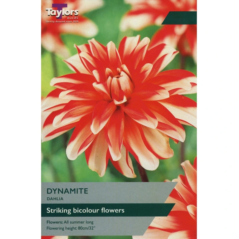 Taylors Dahlia Dynamite