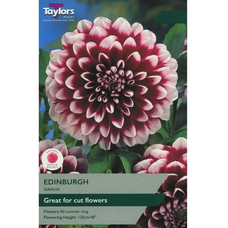 Taylors Dahlia Edinburgh