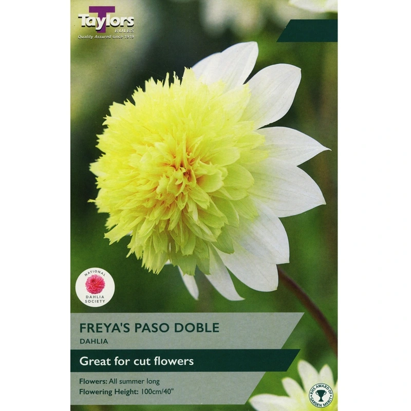 Taylors Dahlia Freya's Paso Doble