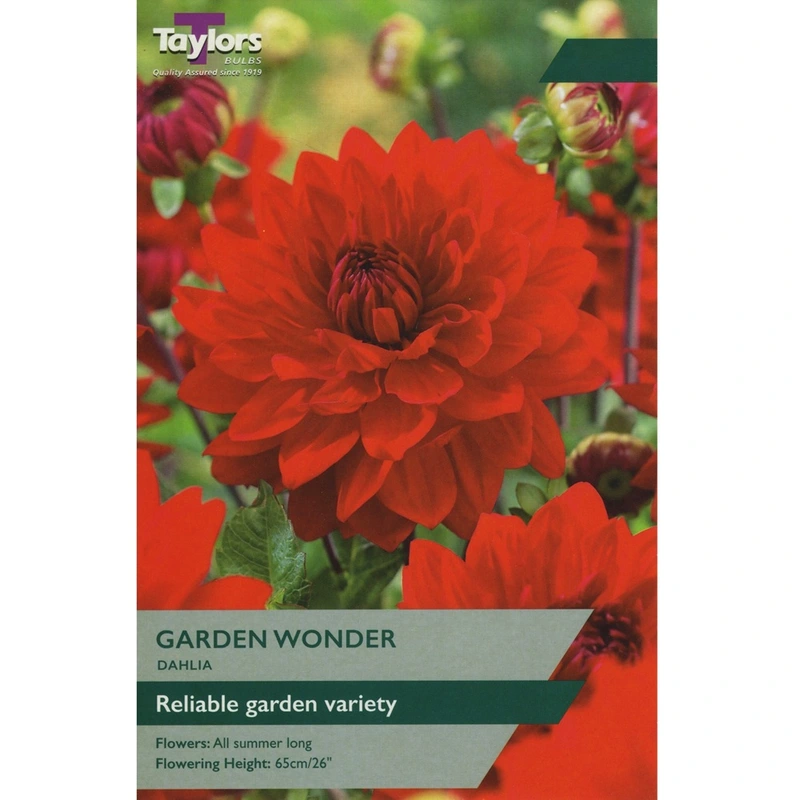 Taylors Dahlia Garden Wonder