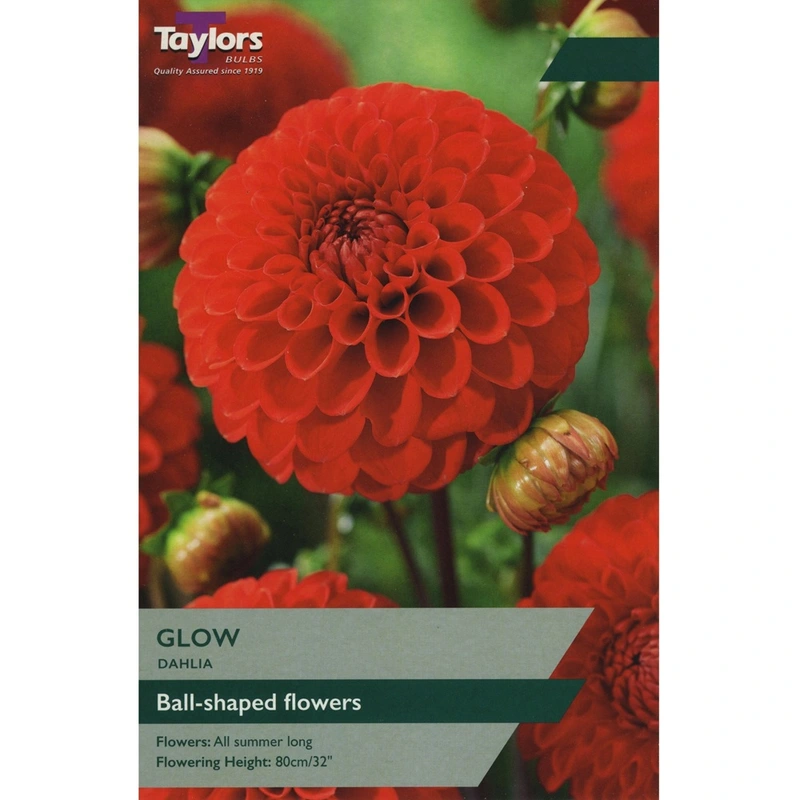 Taylors Dahlia Glow