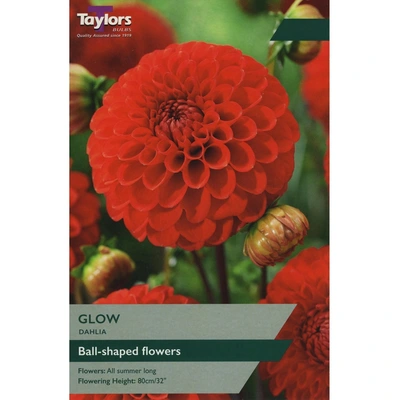 Taylors Dahlia Glow