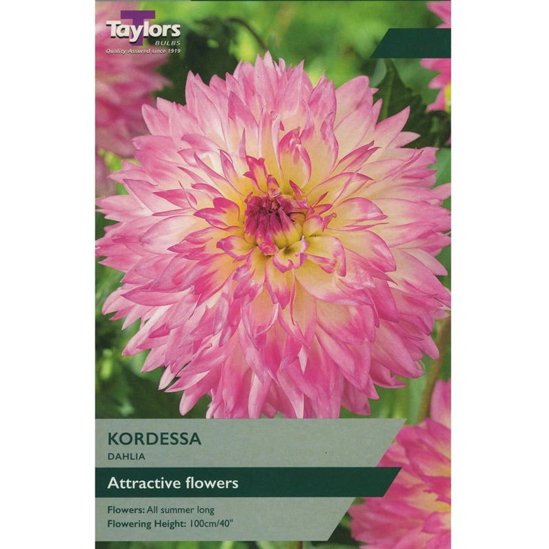 Taylors Dahlia Kordessa