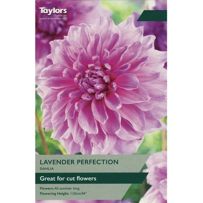 Taylors Dahlia Lavender Perfection