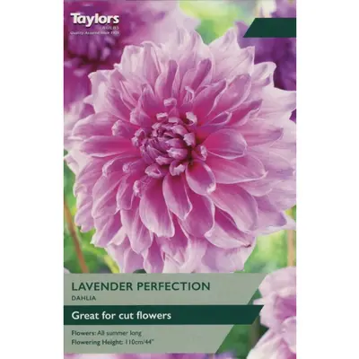 Taylors Dahlia Lavender Perfection