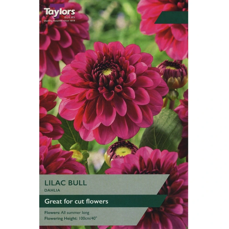 Taylors Dahlia Lilac Bull