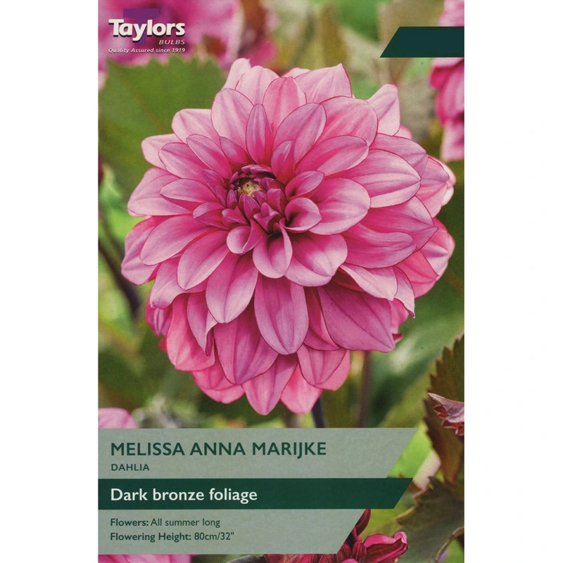 Taylors Dahlia Melissa Anna Marijke