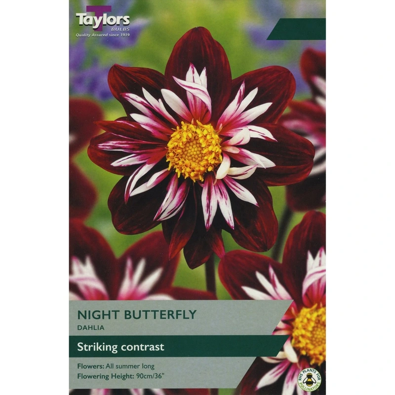 Taylors Dahlia Night Butterfly