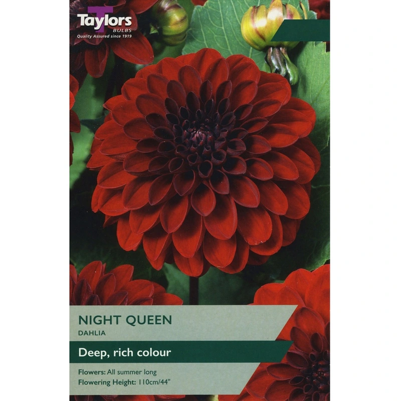 Taylors Dahlia Night Queen