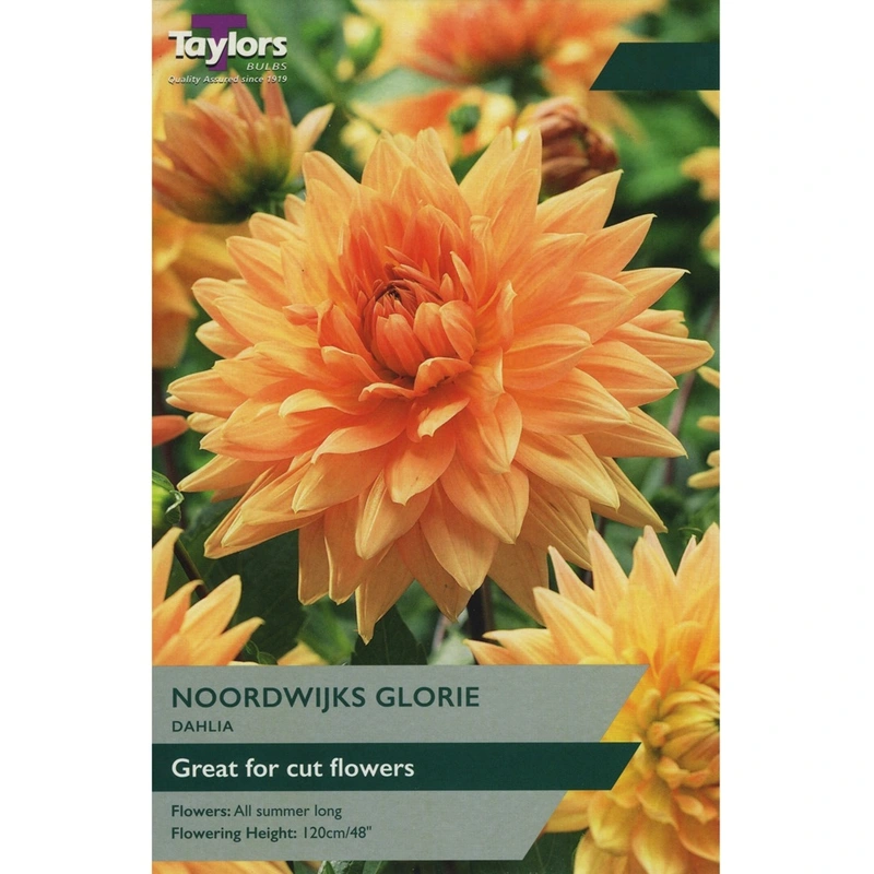 Taylors Dahlia Noordwijk's Glory